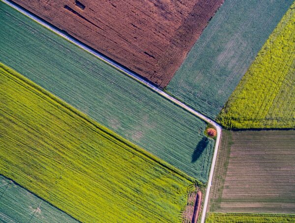 bird's eye view photo of plant fields